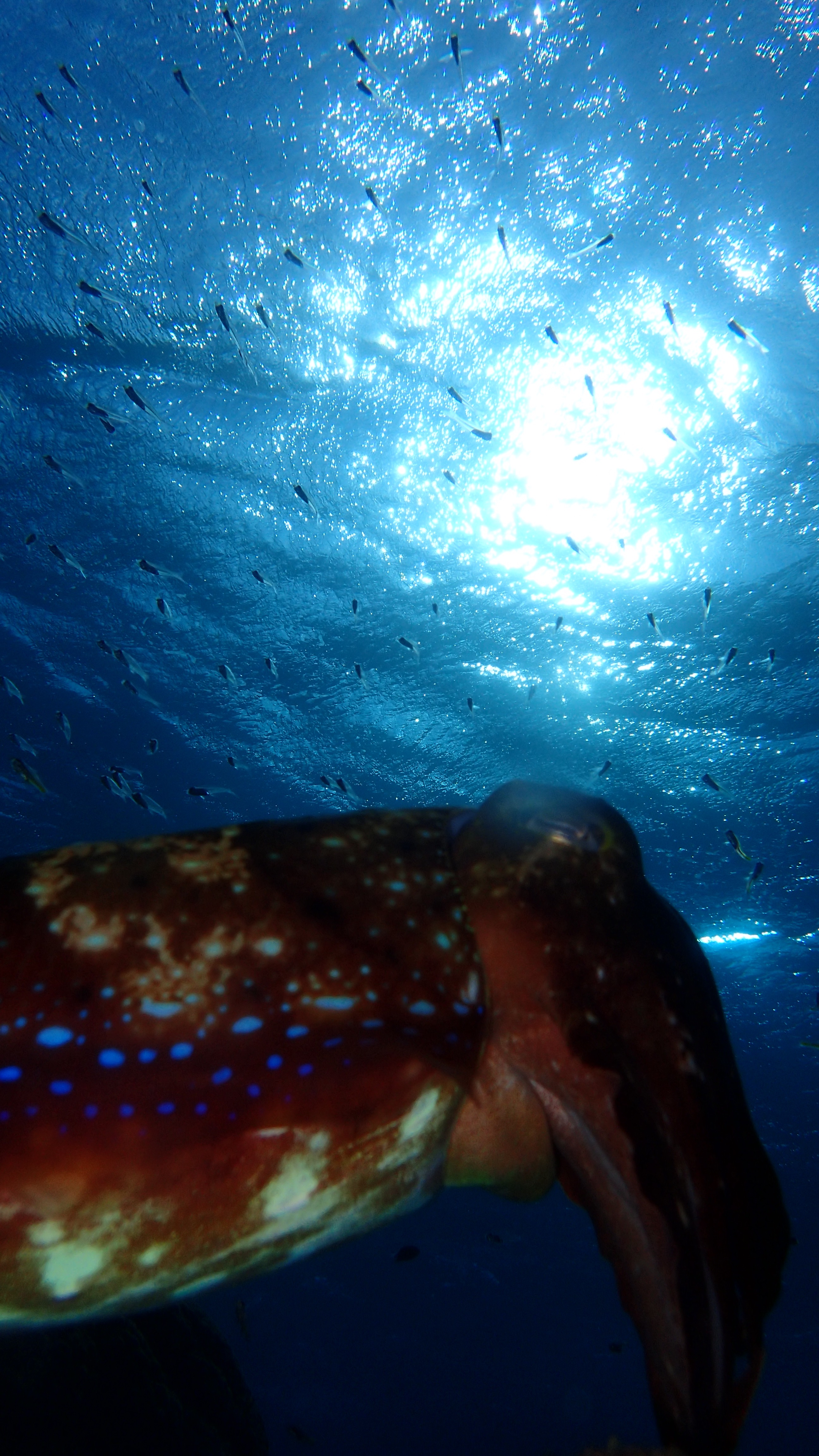 石垣島北部ダイビングコブシメ