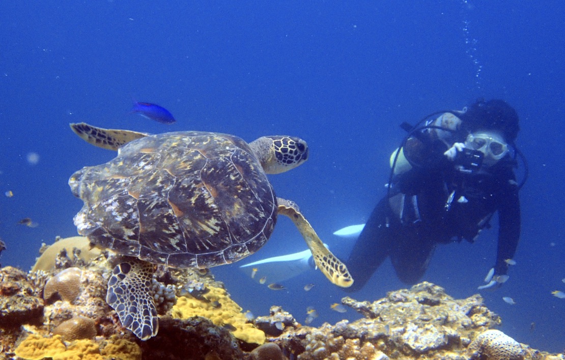 ウミガメが豊富な石垣島北部でダイビング